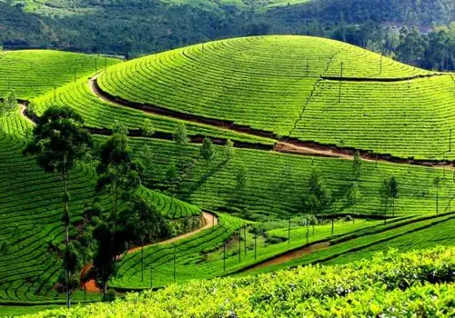 Fort Kochi Heritage Tour Kerala