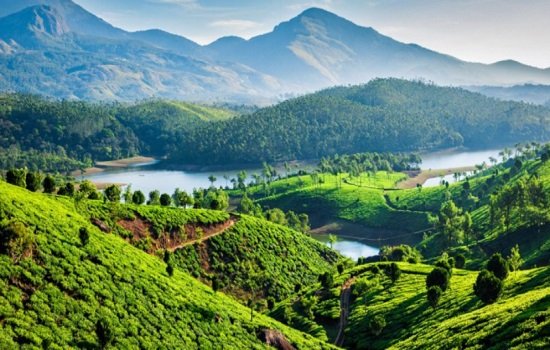 Thekkady spice plantations with cardamom