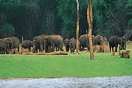 Thekkady Wildlife